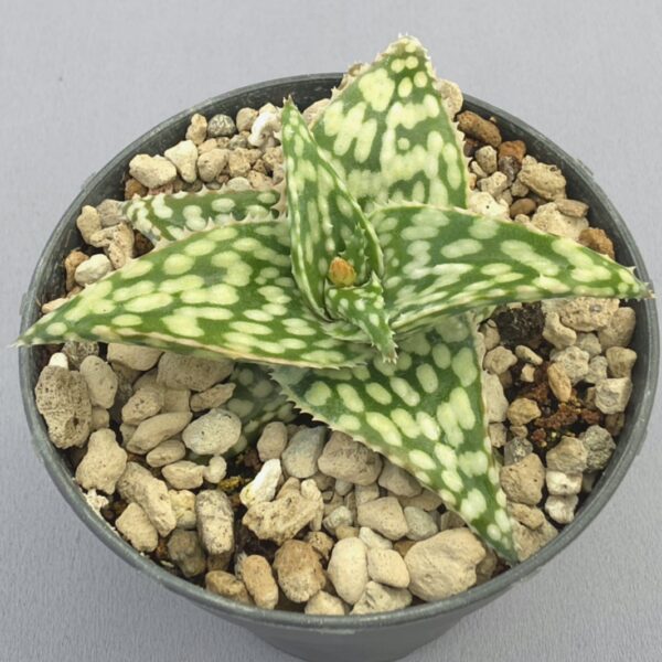 Aloe 'Snowstorm'