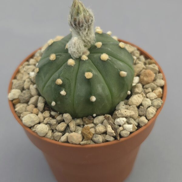 Astrophytum asterias f. nudum