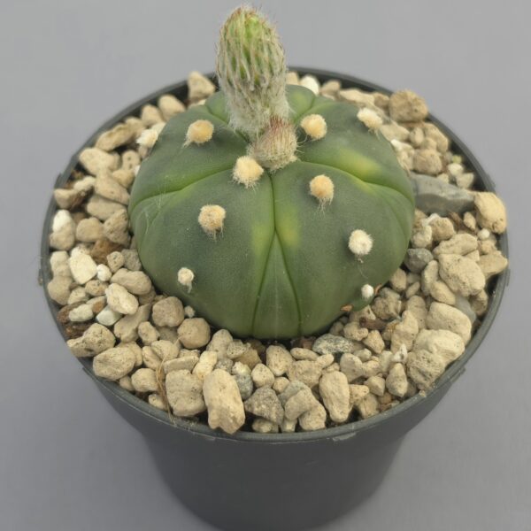 Astrophytum asterias fukuryu híbrido
