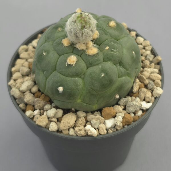 Astrophytum asterias 'Kikko' nudum
