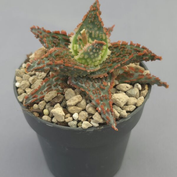 Aloe TCT hibrido