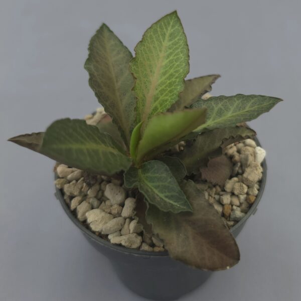 Euphorbia francoisii hibrida