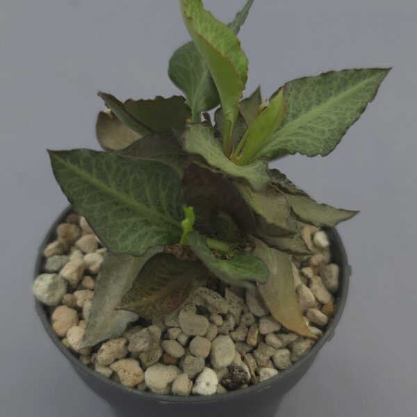 Euphorbia francoisii hibrida