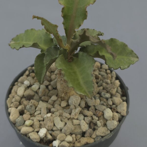 Euphorbia francoisii hibrida